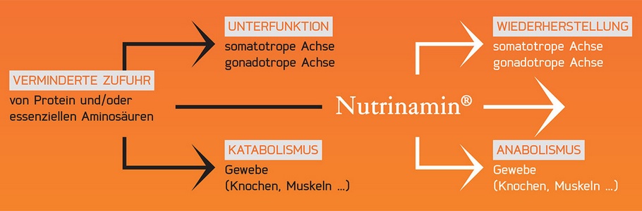 Nutrinamin: verringerte Proteinaufnahme, Gewebeanabolismus, Wiederherstellung hormonelle Achsen